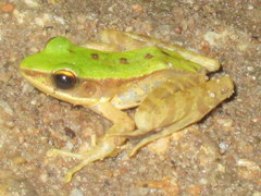 Odorrana chloronota