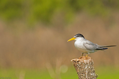 Yellow-Billed Tern photo 3