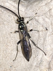Cratichneumon sublatus