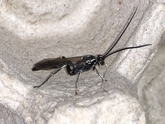 Cratichneumon sublatus