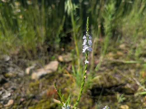 Narrowleaf vervain (Verbena simplex)