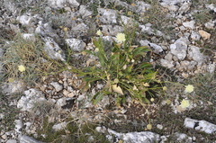 Cephalaria coriacea