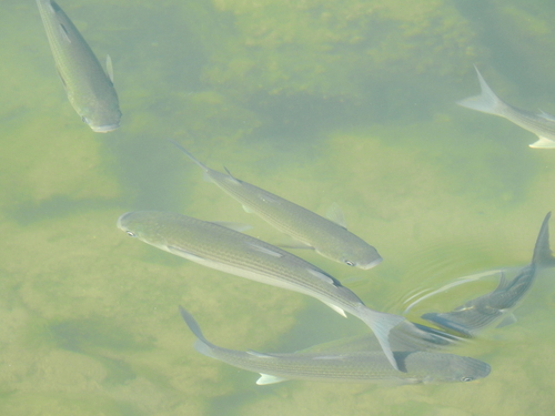 Chelon labrosus