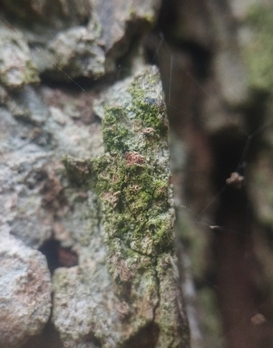 Gyalecta truncigena, 2025-06-22