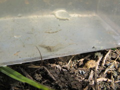 Palaemon kadiakensis