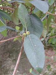 Ficus velutina
