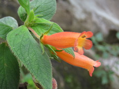 Moussonia jaliscana