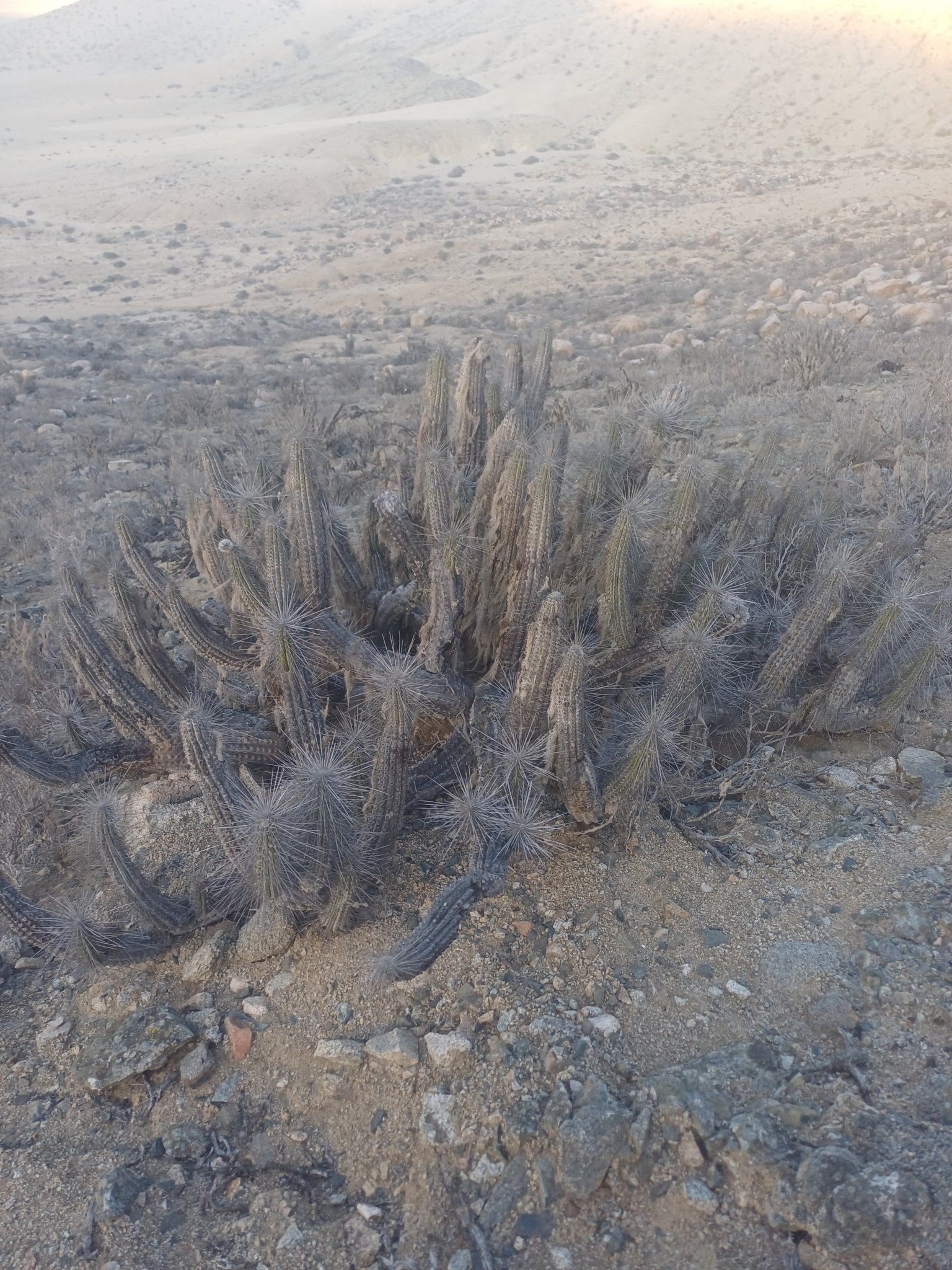 Eulychnia barquitensis