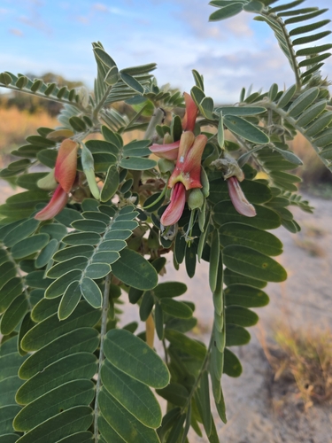 Sesbania tomentosa observed 2025-06-18