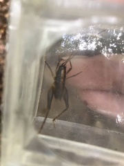 Ceuthophilus maculatus