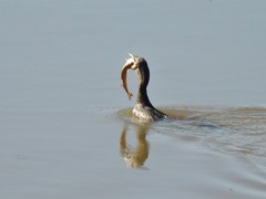 Acestrorhynchus pantaneiro