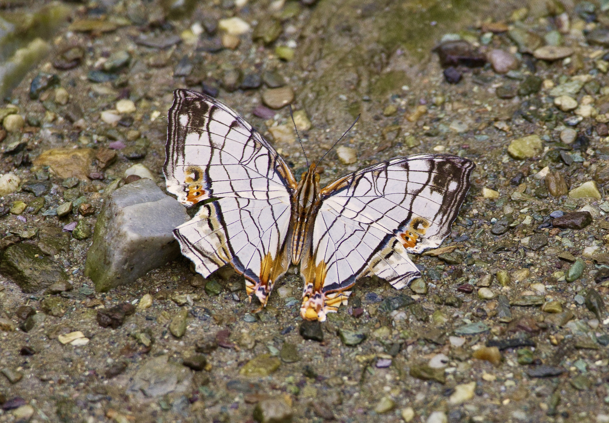 Map Butterfly