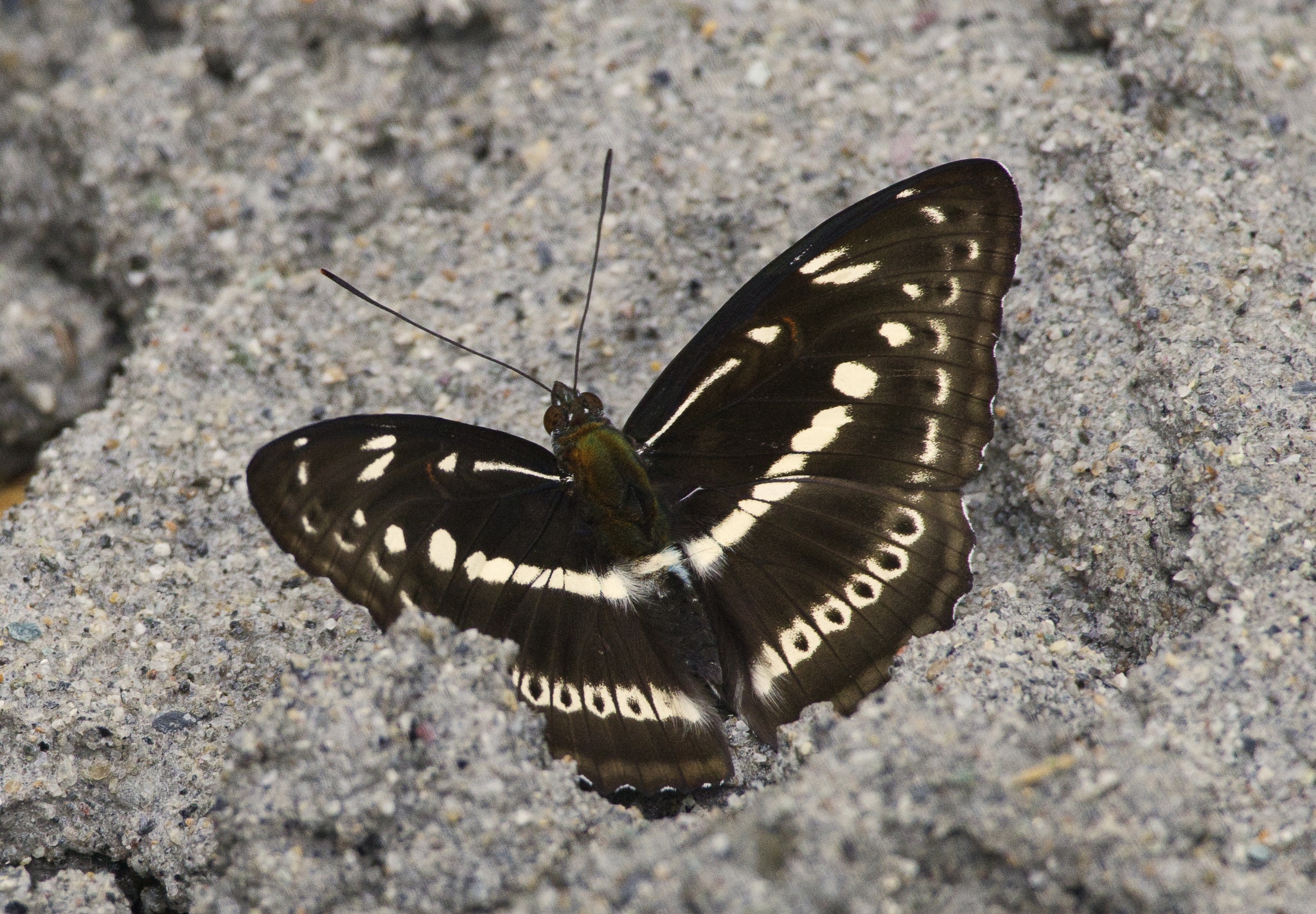 Studded Sergeant