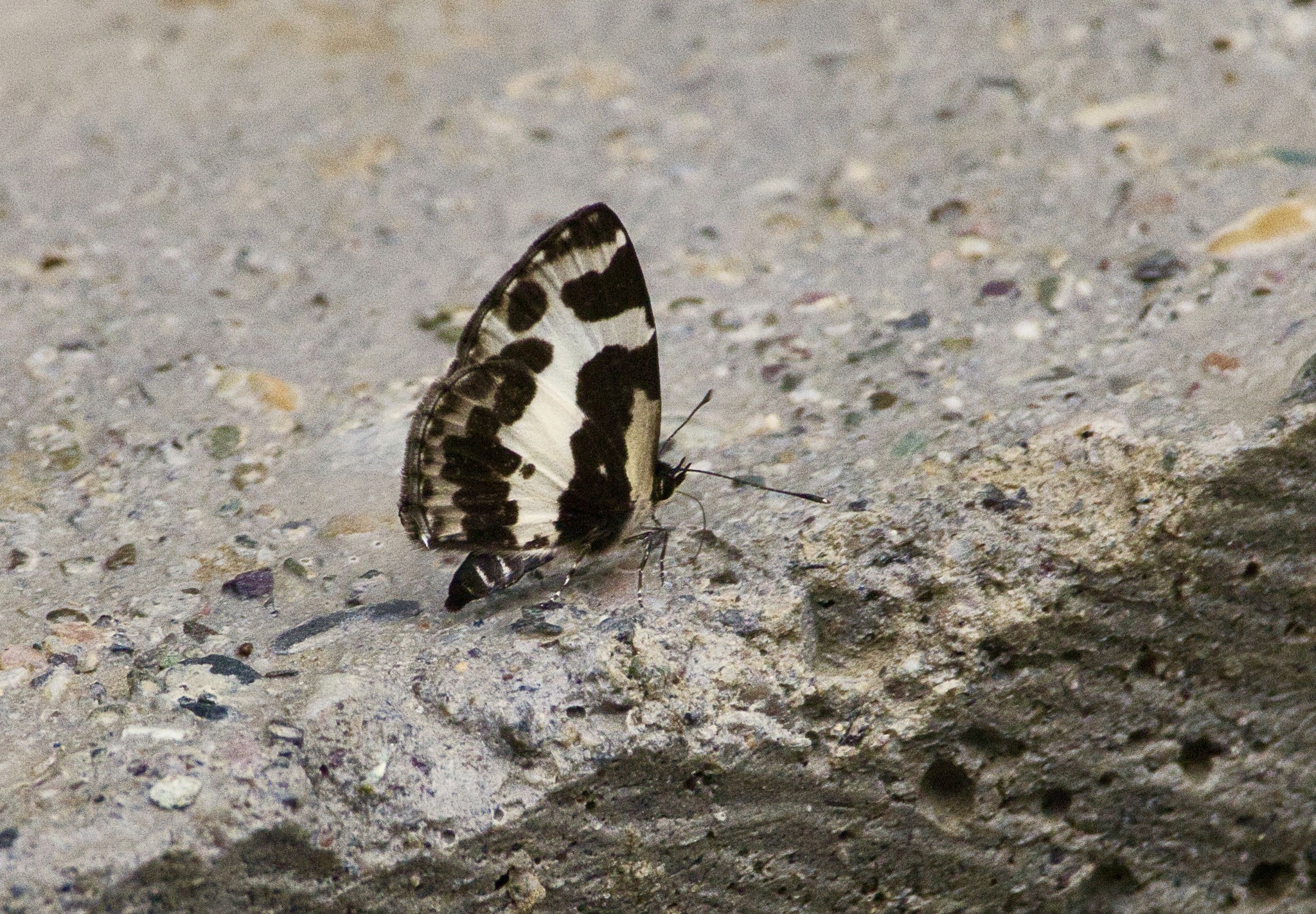 Elbowed Pierrot