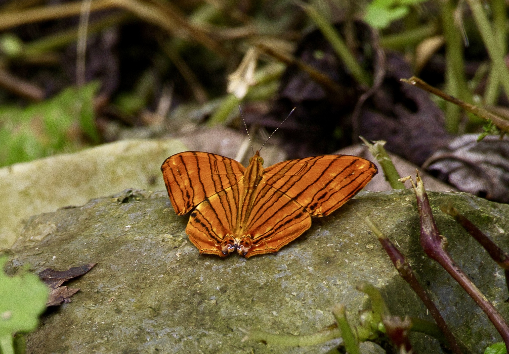 Common Maplet
