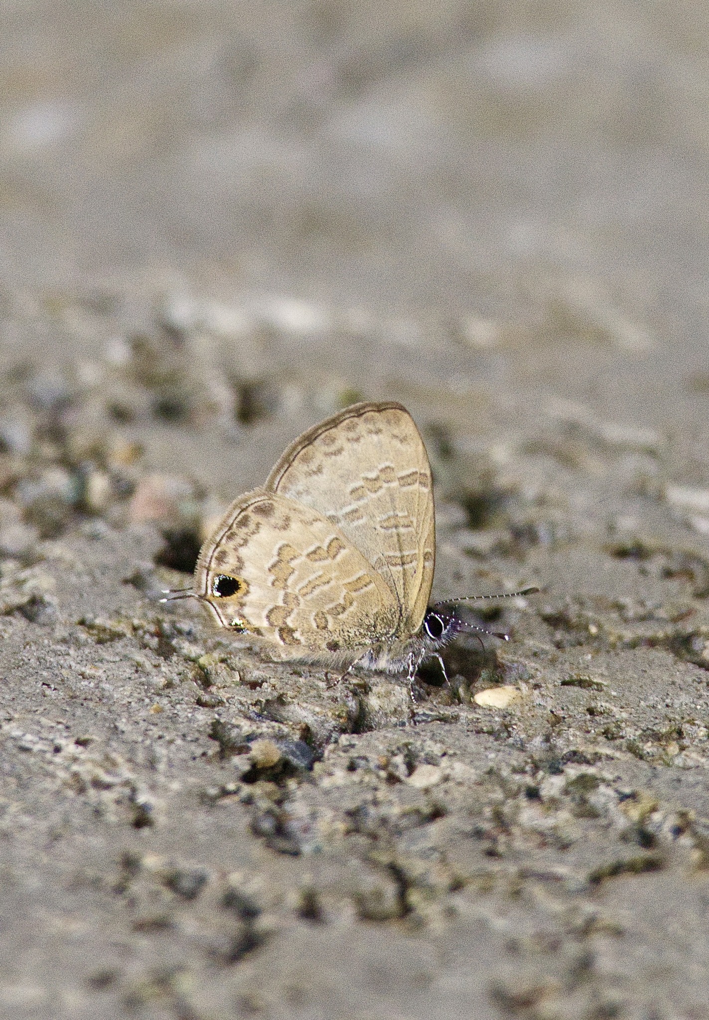 Common Lineblue