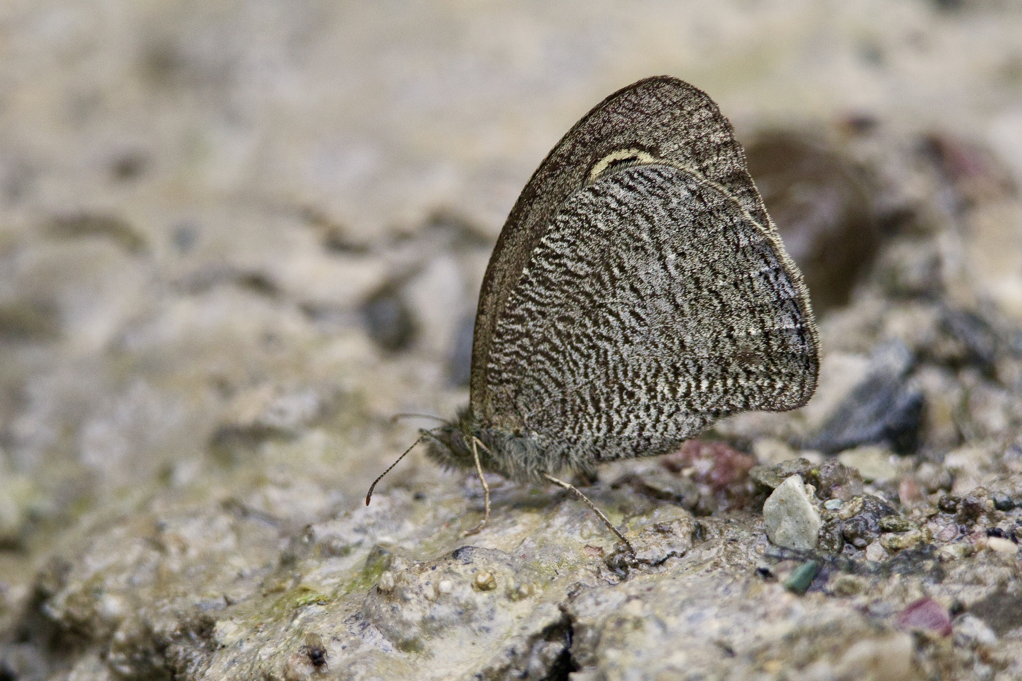 Mottled Argus