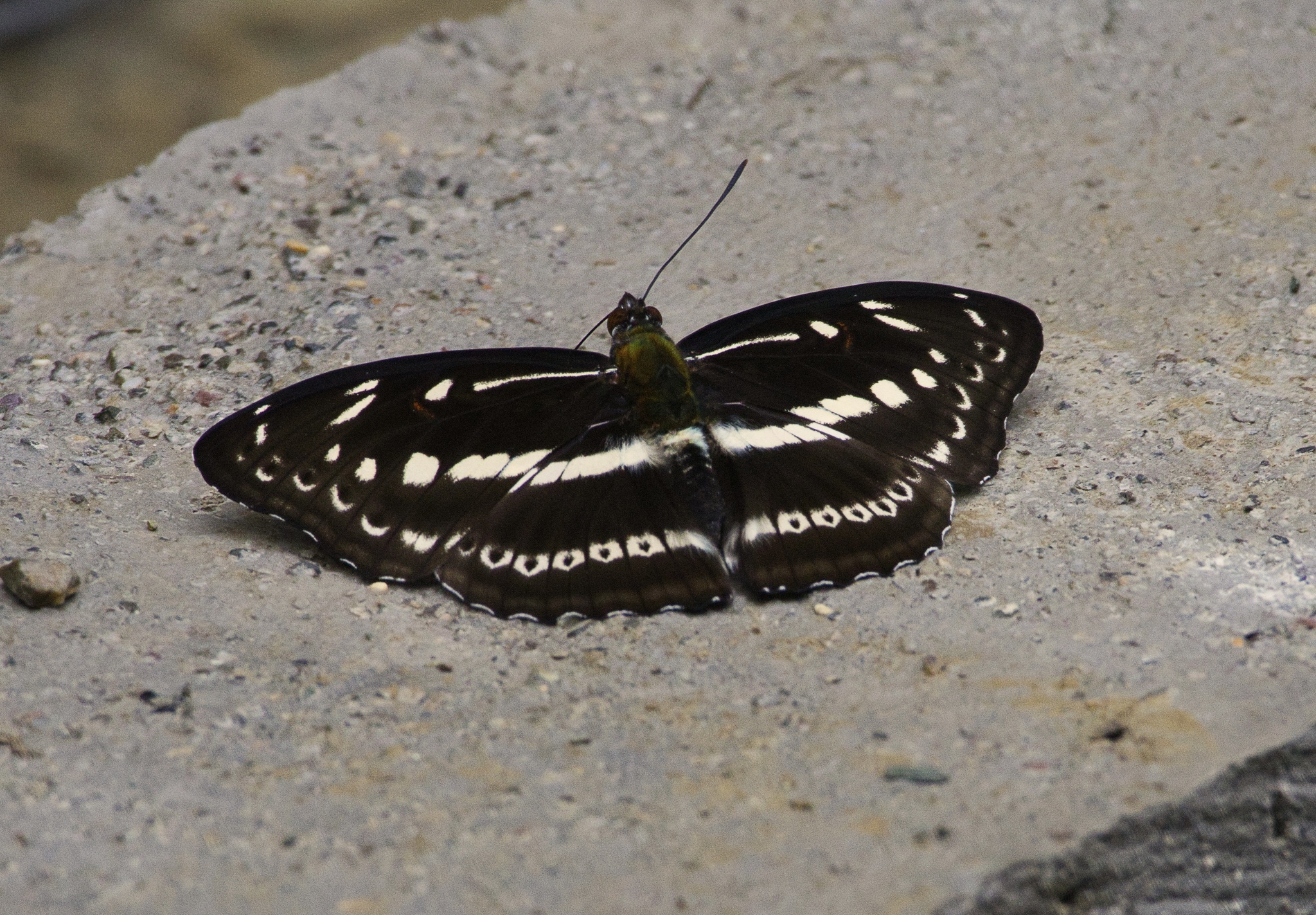 Studded Sergeant