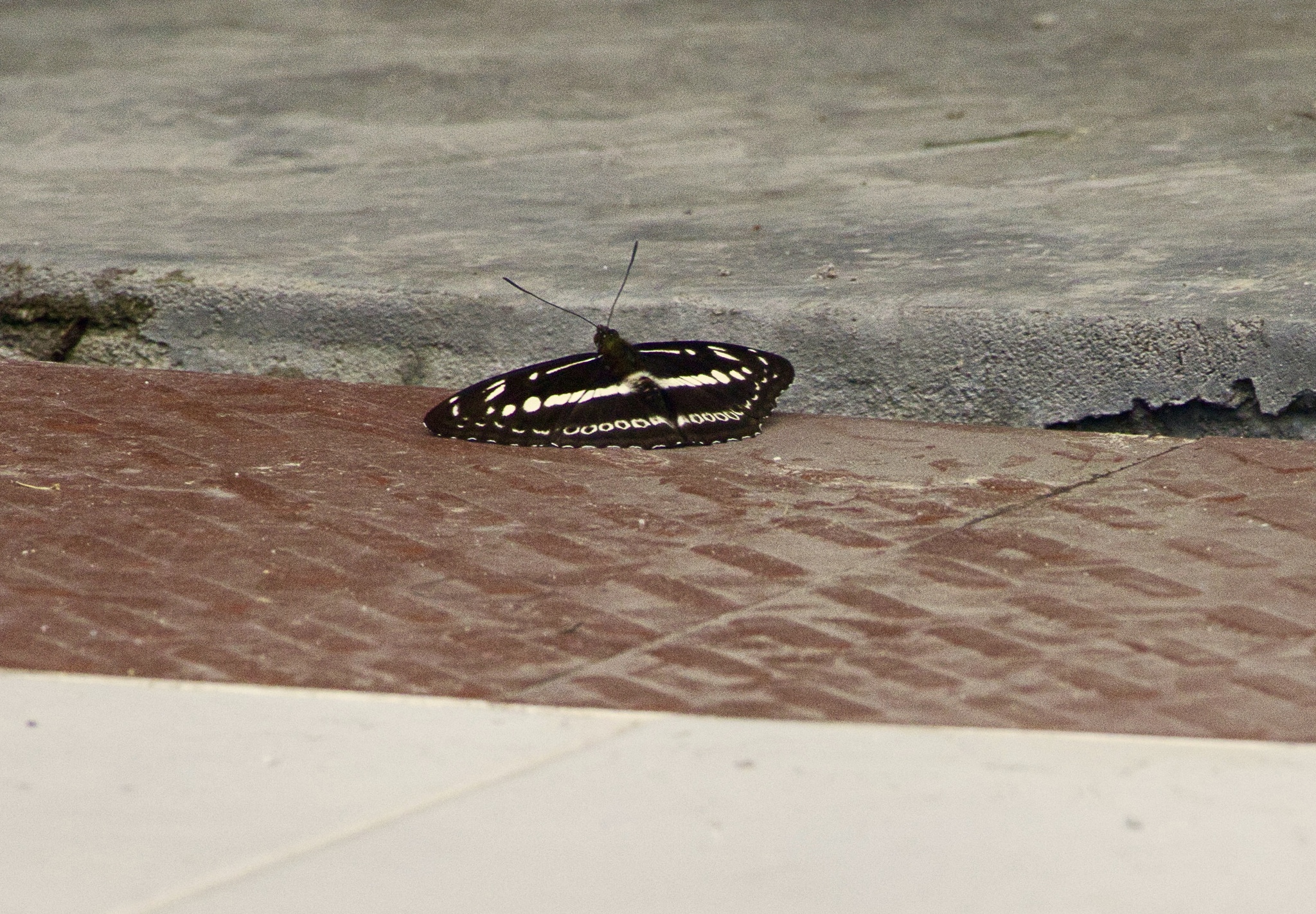 Studded Sergeant