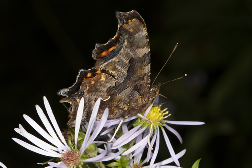 Eastern comma