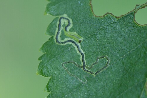 Drab Birch Pigmy