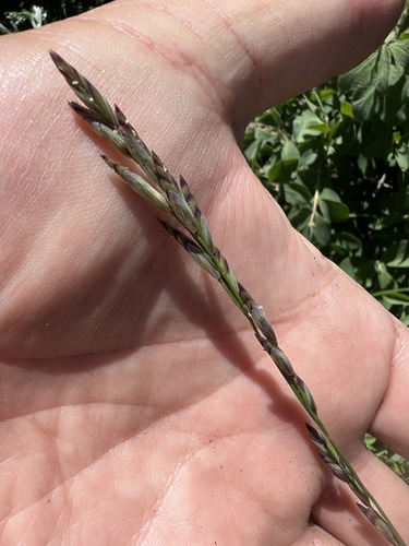 onion grass (Melica bulbosa)