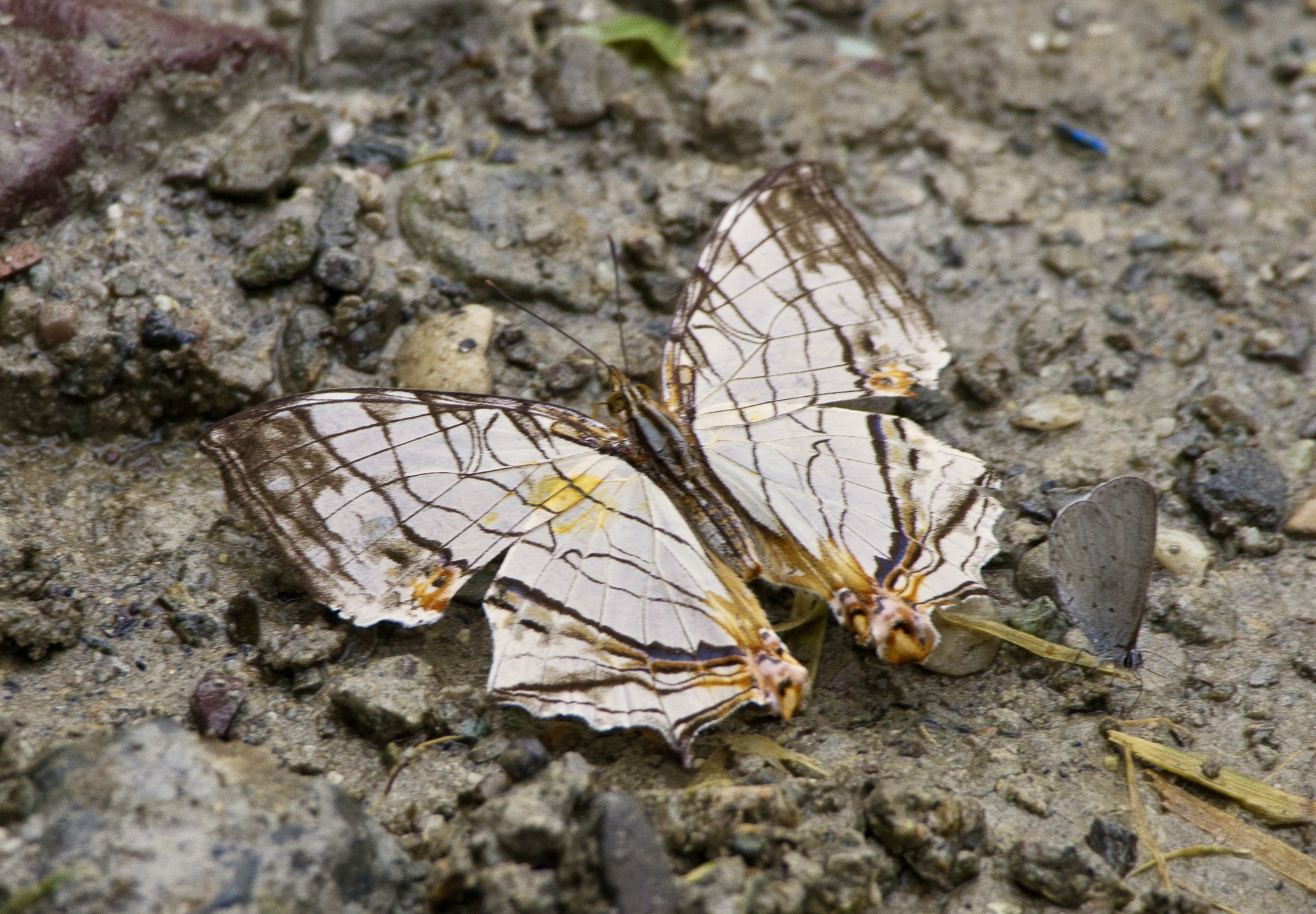 Map Butterfly