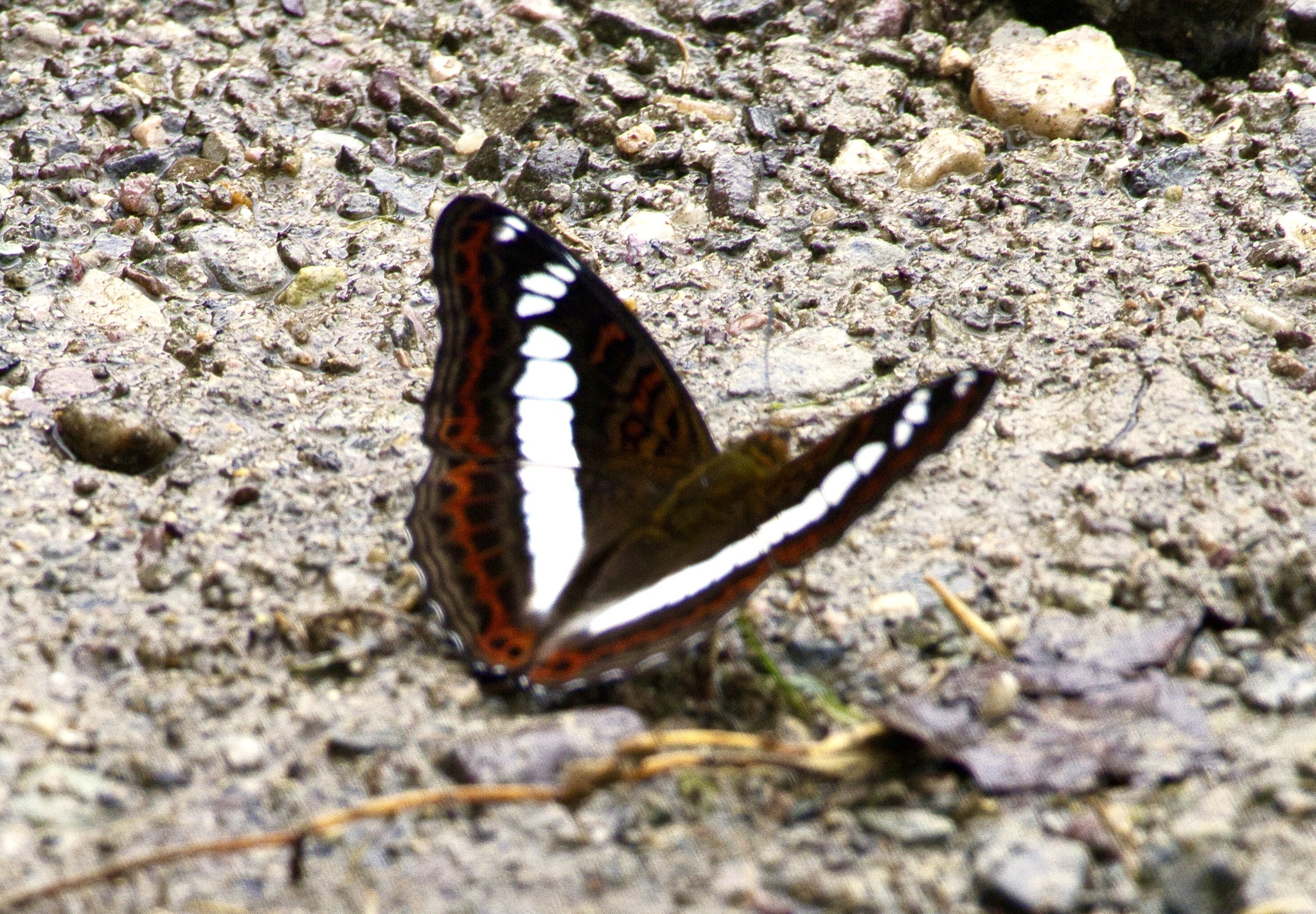 Scarce White Commodore