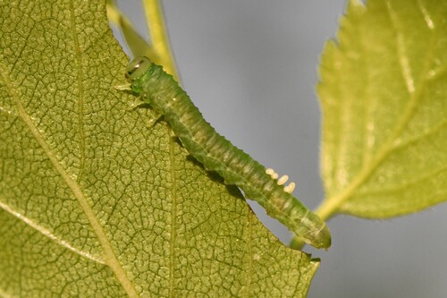 Euura poecilonota