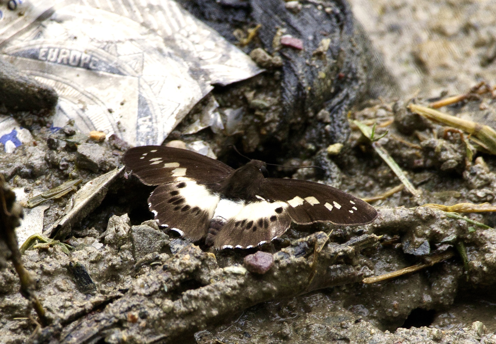 Notched Seseria