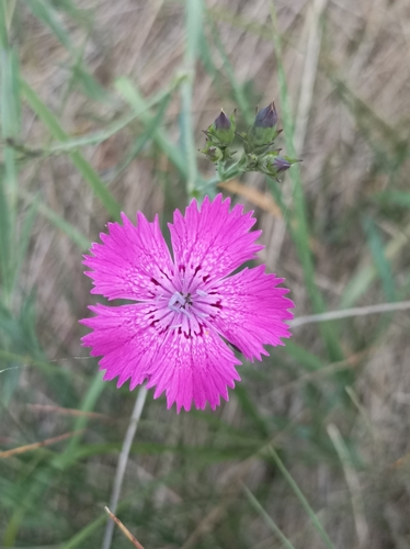 Ragged pink