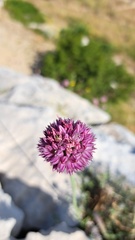 Allium acutiflorum, photograph (c) Noé Fleury Frouart, some rights reserved (CC BY)