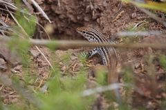 Aspidoscelis scalaris