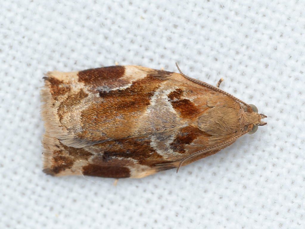 Variegated Golden Tortrix