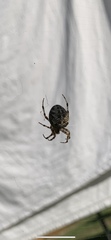 Araneus diadematus