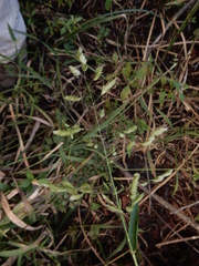 Leersia