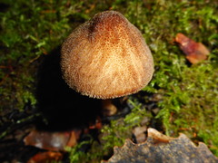 Pluteus umbrosus