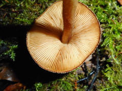 Pluteus umbrosus