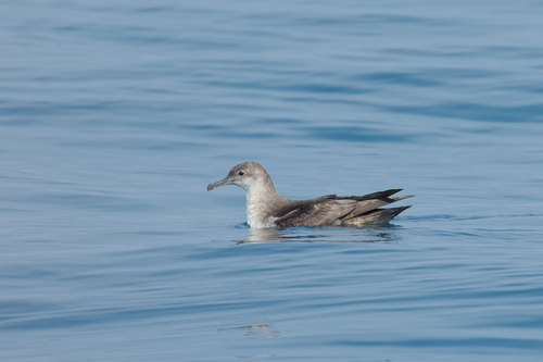 Balearensturmtaucher (Puffinus mauretanicus)