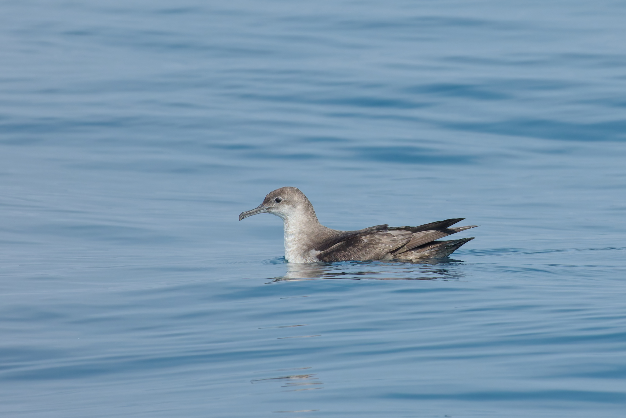 Balearic Shearwater (Puffinus mauretanicus)