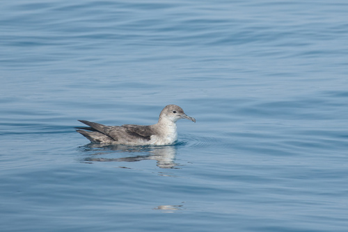 Balearic Shearwater, Pyrénées Orientales, France, photo 5 of 10