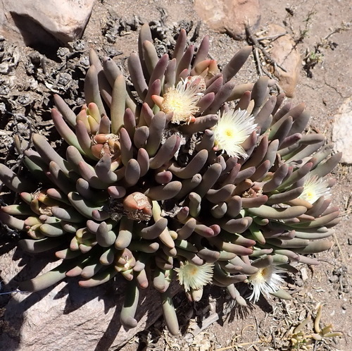 Cylindrophyllum comptonii, photograph 3