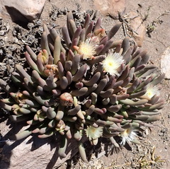 Cylindrophyllum comptonii, photograph (c) Nicola van Berkel, some rights reserved (CC BY-SA)