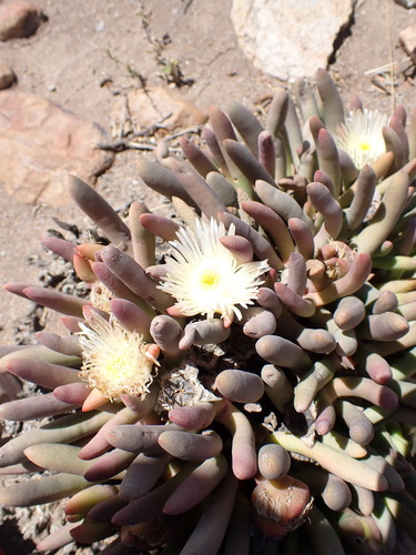 Cylindrophyllum comptonii, photograph 2