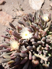 Cylindrophyllum comptonii, photograph (c) Nicola van Berkel, some rights reserved (CC BY-SA)