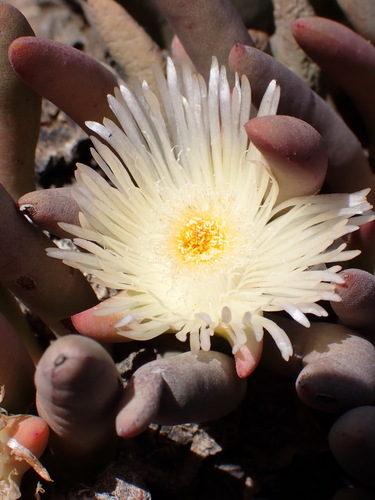 Western Fingerfig (Cylindrophyllum comptonii)