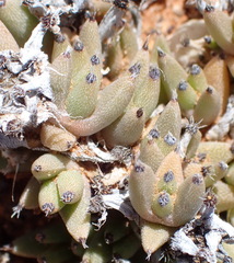 Trichodiadema mirabile, photograph (c) Nicola van Berkel, some rights reserved (CC BY-SA)