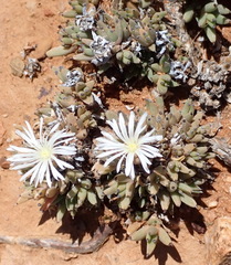 Trichodiadema mirabile, photograph (c) Nicola van Berkel, some rights reserved (CC BY-SA)