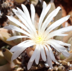 Trichodiadema mirabile