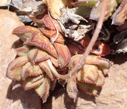 Astroloba bullulata